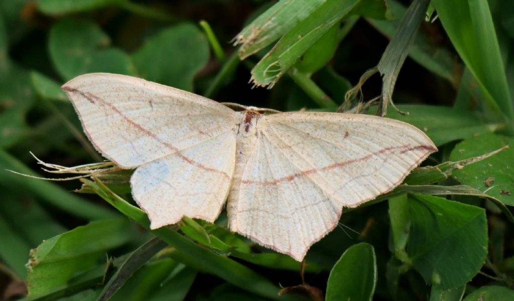 falena da identificare 3